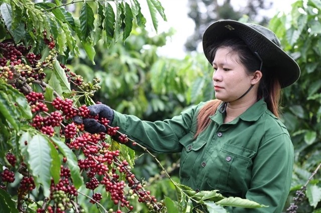 A worker harvests coffee in Đắk Lắk. VNA/VNS Photo