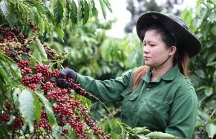 Việt Nam's coffee market share in traditional markets increases