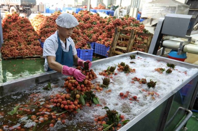 A lychee processing line at a company in Bắc Giang. Bắc Giang lychees are currently exported to 30 countries and territories. — VNA/VNS Photo