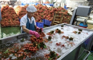 Bắc Giang increases lychee exports to many demanding markets
