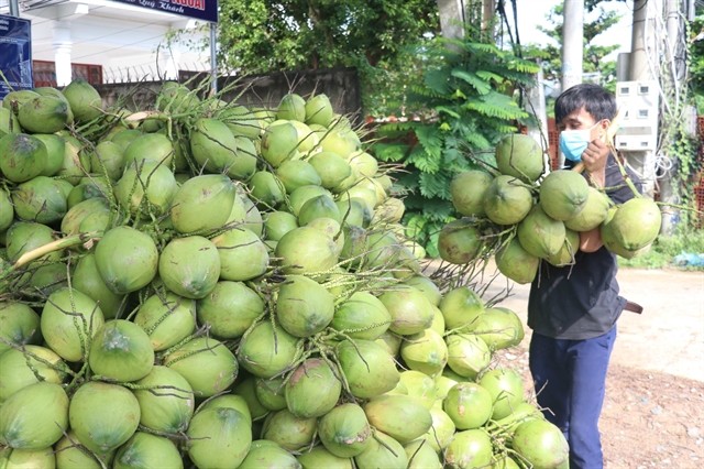 Việt Nam's fresh coconuts. China is a potential market for Vietnamese coconuts with demand of 2.6 billion fresh coconuts each year. — VNA/VNS Photo