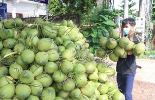 Fruit, vegetable exports up sharply in seven months