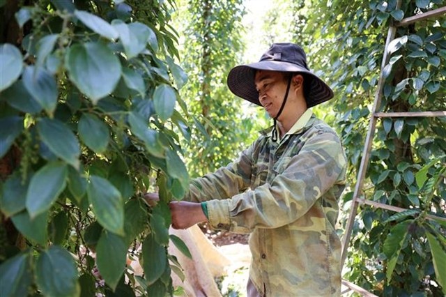 A farmer works on his pepper farm in Đắk Lắk. — VNA/VNS Photo Hoài Thu