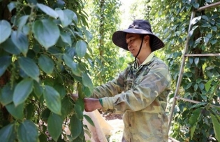 Pepper is on track to return to the group of billion-dollar export items