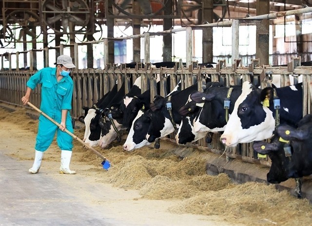 At Vinamilk's dairy farm in Tây Ninh Province. Shares of the dairy producer led the gainers as the market showed positive momentum. — VNA/VNS Photo