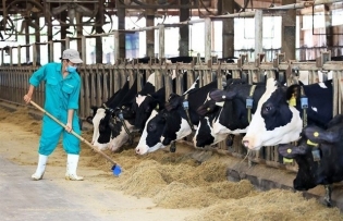 Market soars above 1,260 points