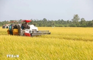 Vietnam's rice export prices now highest worldwide