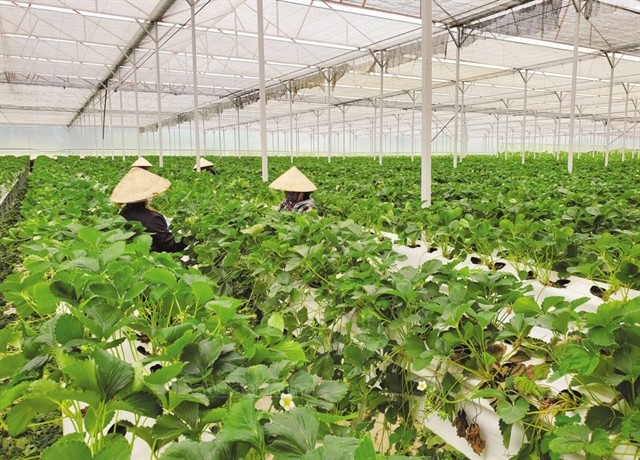 Farmer workers at a green project. The central bank requires all credit institutions to participate in develop green banking and green credit. Photo thoibaonganhang.vn