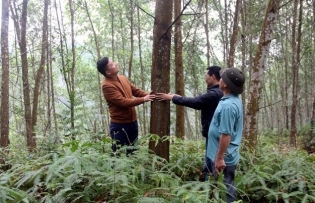 Việt Nam aims to reach $25 billion in wood and timber exports by 2030