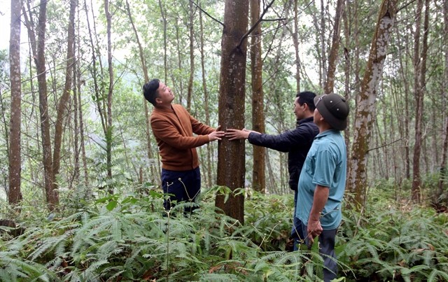 A corner of the local forest in Minh Thanh Commune, Sơn Dương District in the northern mountainous province of Tuyên Quang.—VNA/VNS Photo Vũ Quang