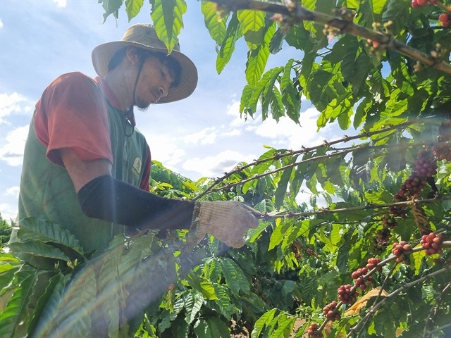 A farmer works on his coffee farm in Gia Lai Province. Coffee is one of the three industries in Việt Nam most affected by the EUDR regulations besides wood and rubber. — VNA/VNS Photo Hồng Điệp
