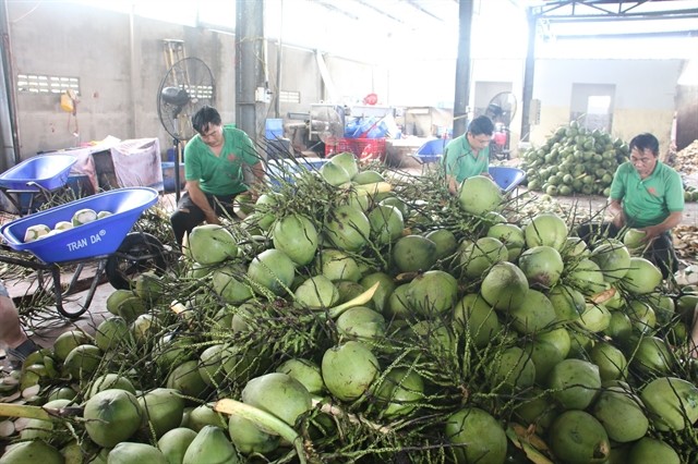 Coconuts processed for export in Bến Tre Province. Fresh coconut exports are forecast to reach $1 billion this year. — VNA/VNS Photo Công Trí