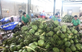 Coconut export forecast to hit $1 billion this year