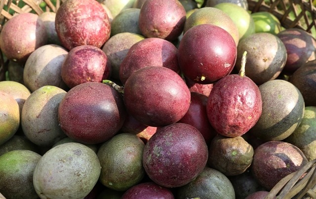 Passions fruits of Việt Nam could soon be exported to the US. — VNA/VNS Photo Quốc Khánh