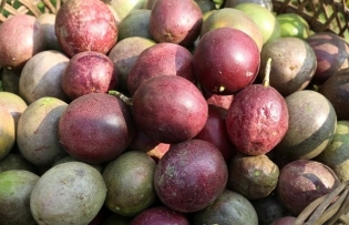 Việt Nam’s passion fruits close to entering US market