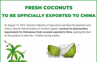 Fresh coconuts to be officially exported to China
