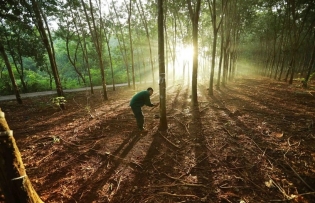 Vietnamese firms urged to quickly adapt to EU Deforestation Regulation