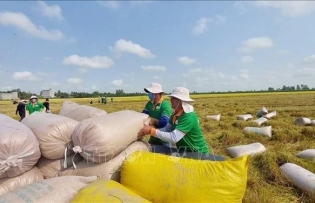 Rice exports top 6.1 million tonnes in eight months