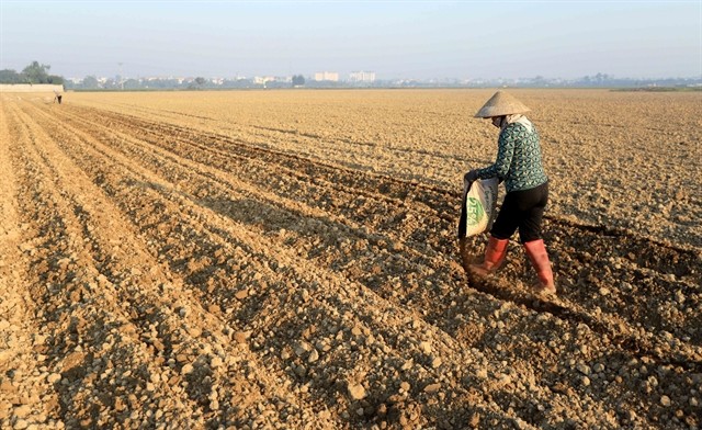A field in Thái Bình Province. The Law on Land 2024 allows the concentration of agricultural land, opening significant opportunities for the development of modern and green agriculture. — VNA/VNS Photo Thế Duyệt