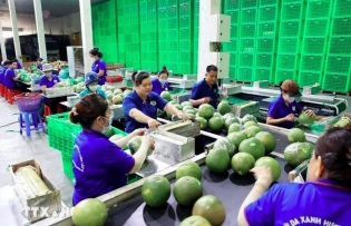 New markets help fruit exports grow to record revenues