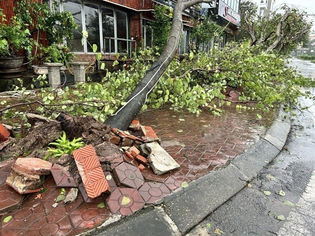 Trees along Võ Nguyên Giáp street, Nam Định city, are uprooted. VNA/VNS Photo Công Luật