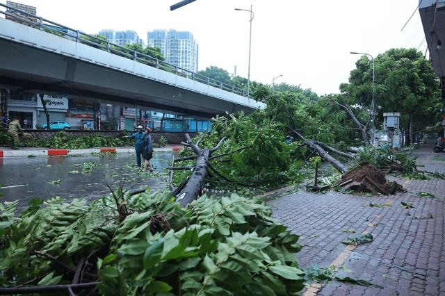 A series of trees fell at the end of the Trần Khát Chân overpass towards Nguyễn Khoái, Hai Bà Trưng district. — VNA/VNS Photo