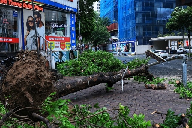 A tree and a streetlight are damaged near the Nguyễn Tuân - Ngụy Như Kon Tum intersection in Hà Nội. — VNA/VNS Photo Tuấn Anh