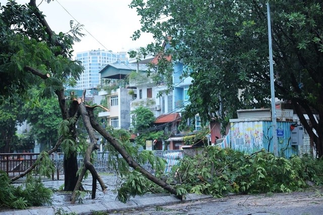 A broken tree in Võ Thị Sáu street, Hai Bà Trưng District, Hà Nội. — VNA/VNS Photo Tuấn Anh
