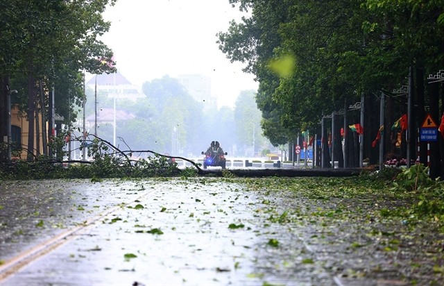 A tree falls across Hùng Vương Street, Hà Nội. VNA/VNS Photo Dương Giang