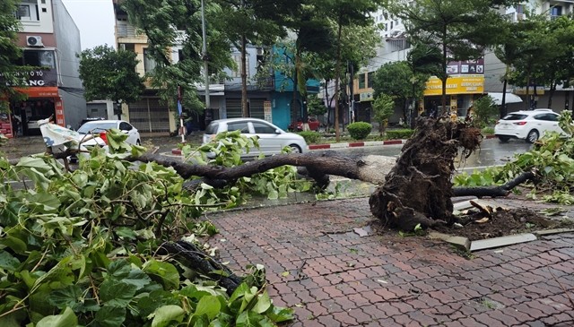 Fallen trees are scattered across Kinh Dương Vương Street, Bắc Ninh City. VNA/VNS Photo Thanh Thương