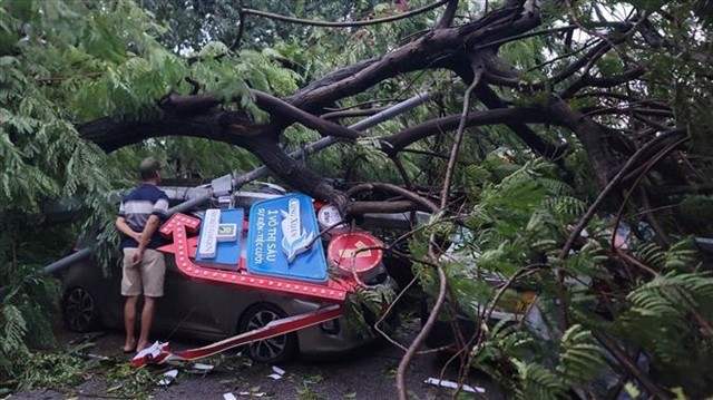 A resident inspects a car crushed by a fallen tree.