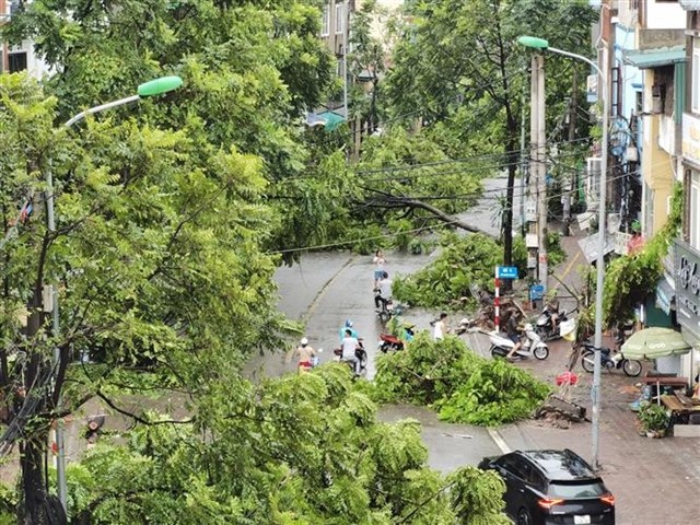 Two rows of trees on Dương Văn Bé Street (Hai Bà Trưng District) were knocked down in large numbers.