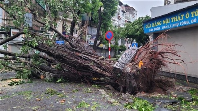 Many ancient trees were uprooted due to the impact of Typhoon Yagi on the streets of Hà Nội.