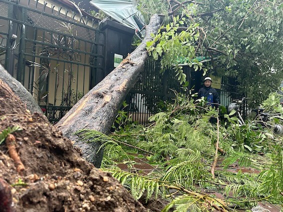 A fallen tree completely blocked the road on Thành Công Street (Ba Đình), preventing vehicles from moving. Residents struggled as the tree obstructed their gate. Photo laodong.com.vn