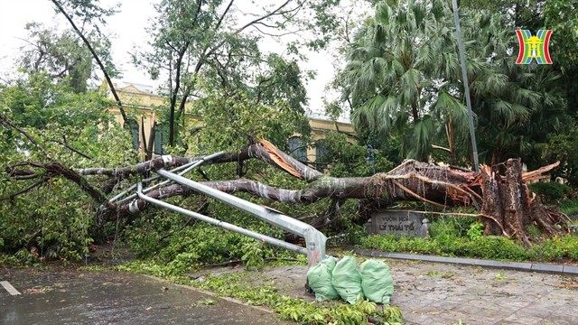An ancient tree collapsed in front of Lý Thái Tổ Flower Garden. Photo hanoionline.vn