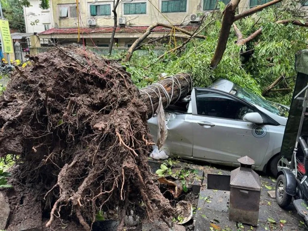 A fallen tree on Quán Sứ Street, Hoàn Kiếm District, crushed a taxi.
