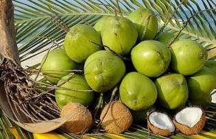 Vietnam's coconut exports to rise remarkably thanks to shipments to China
