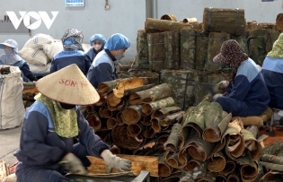 Vietnam earns US$22.9 million from cinnamon exports in August