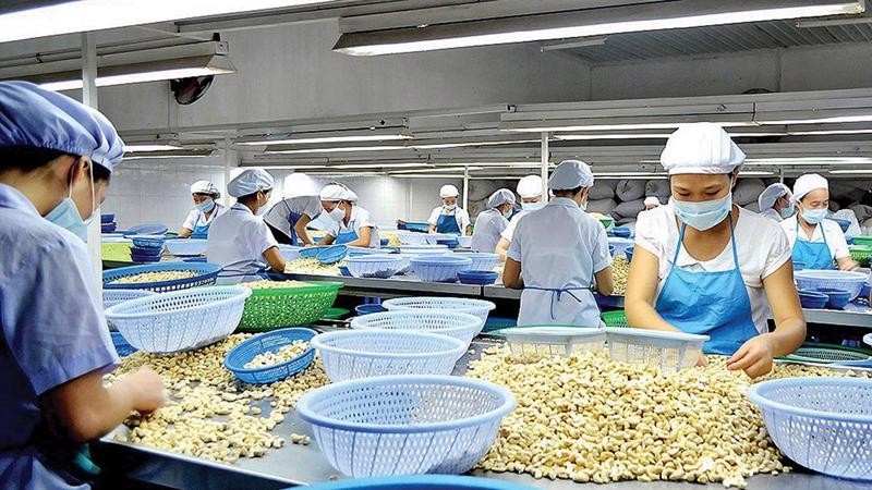 Cashew nuts see strong export growth during the eight-month period