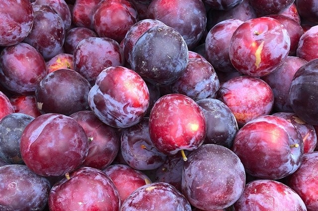 Australian plums will hit the Vietnamese market soon. — Photo vir.com.vn