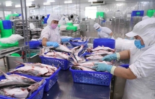 Vietnam's seafood exports continue recovery