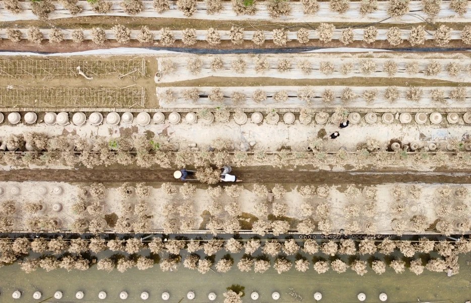 Tu Lien village kumquat growers clean up dead trees after prolonged flooding - photo VNA
