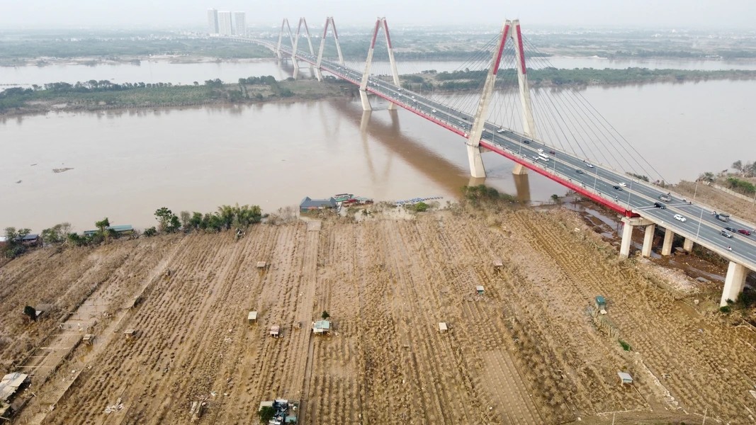 A historic flood destroys a large portion of the peach orchards along the Red River in Phu Thuong Village, Tay Ho District - photo: VNA