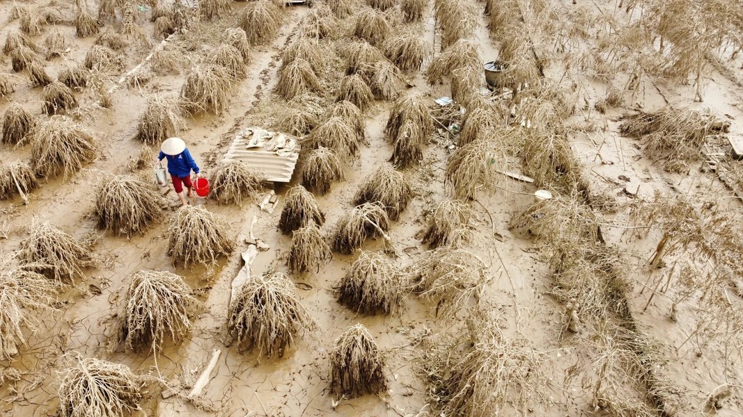 Prolonged flooding causes severe root rot, leading to the death of many peach trees - photo: VNA 