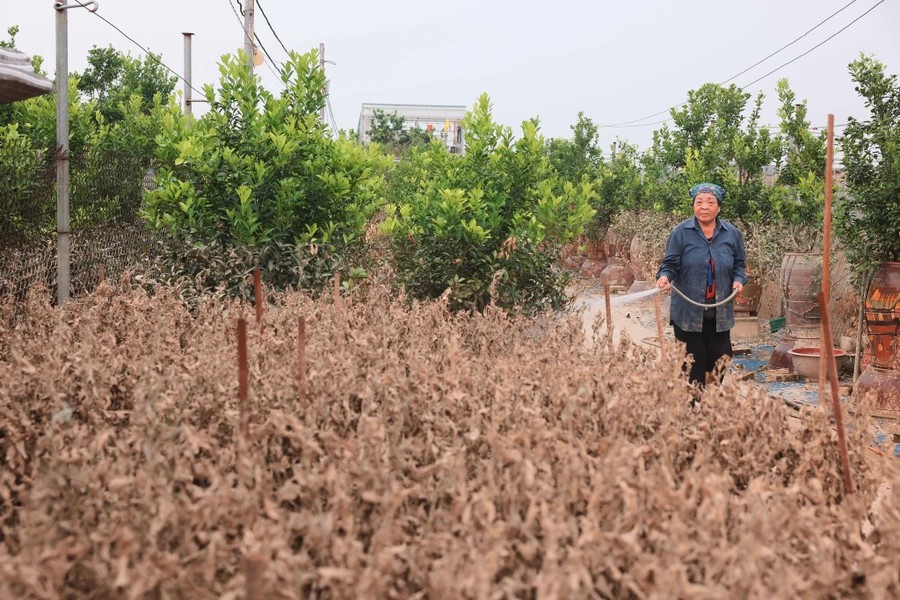Ngo Thi Nga, a local farmer, attempts to wash the leaves to save the trees - photo: VNA