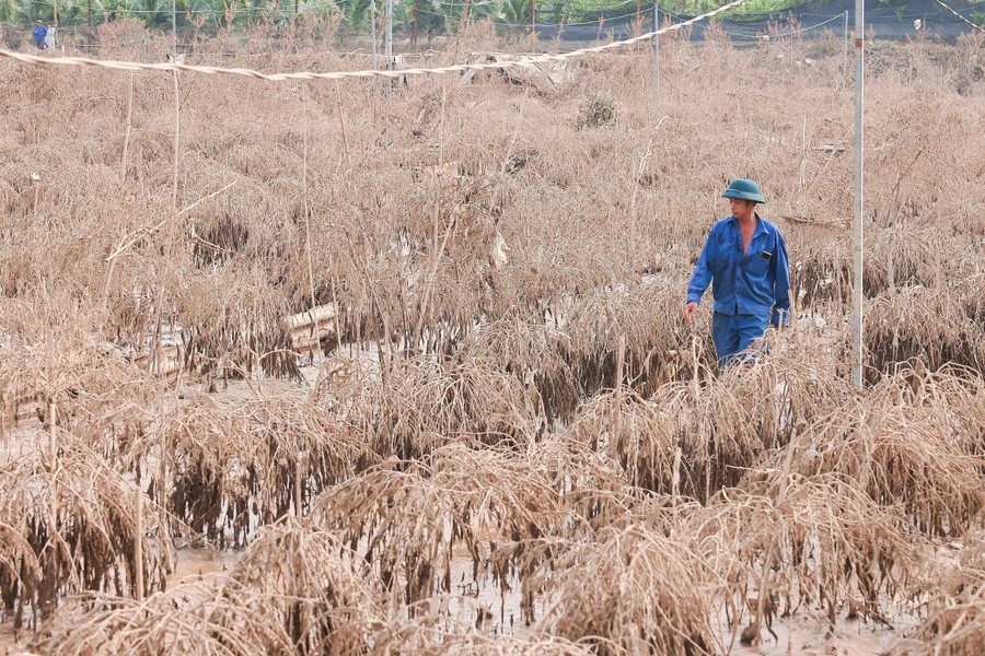 More than 400 peach branches belonging to Do Van Thang from Phu Thuong Village die due to flooding, with estimated losses exceeding VND200 million (over US$8,100) - photo: VNA
