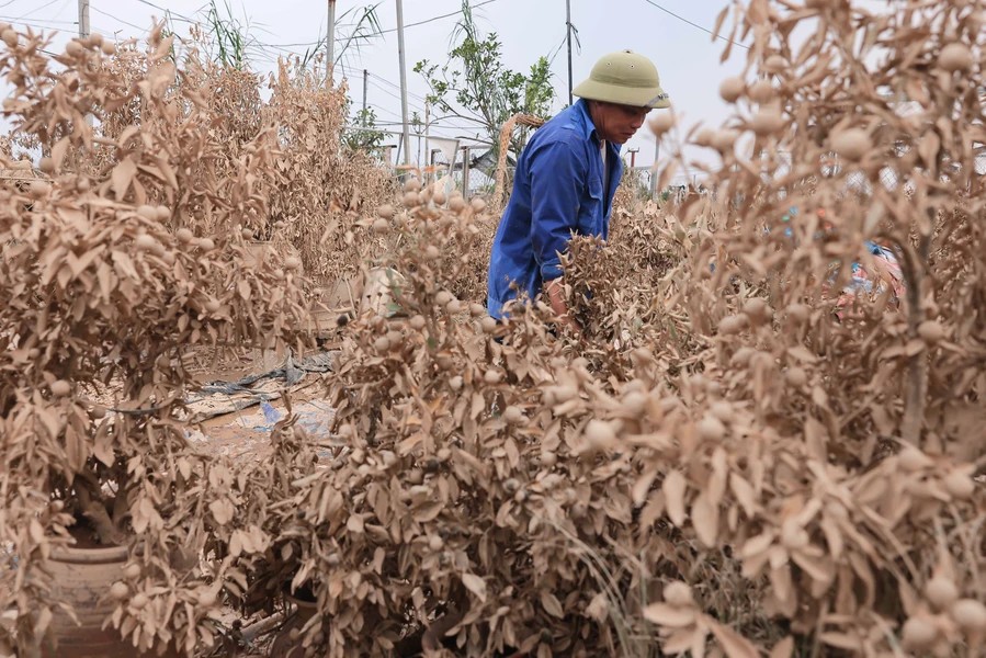Hoang Tuan Ngoc from the Tu Lien kumquat-growing village clears out dead kumquat trees from his garden - photo: VNA