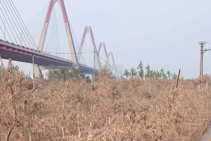 The rising water levels of the Red River due to Typhoon Yagi leave many peach farmers in Nhat Tan Village empty-handed - photo: VNA