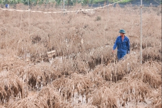 Hanoi's peach, kumquat villages left empty-handed after typhoon Yagi