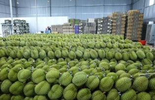 Vietnam's frozen durian exports to China could reach 300 mln USD in 2024: Official